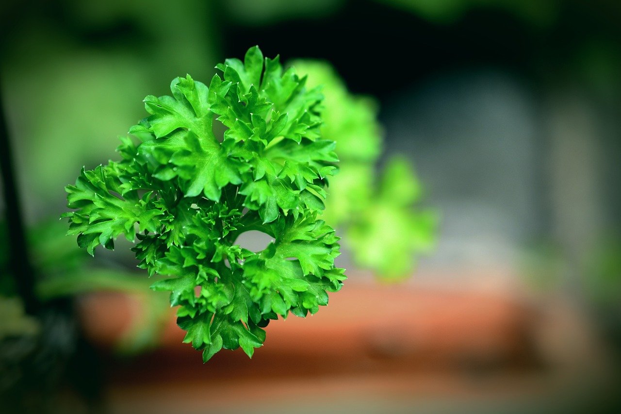 best hydroponic plants parsley