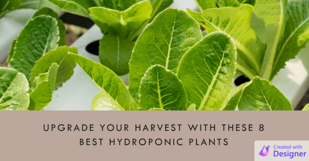 best hydroponic plants