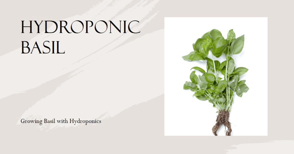 Hydroponic Basil Plant