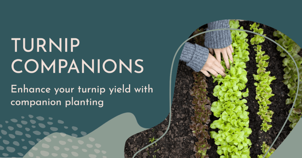 Companion Planting For Turnips