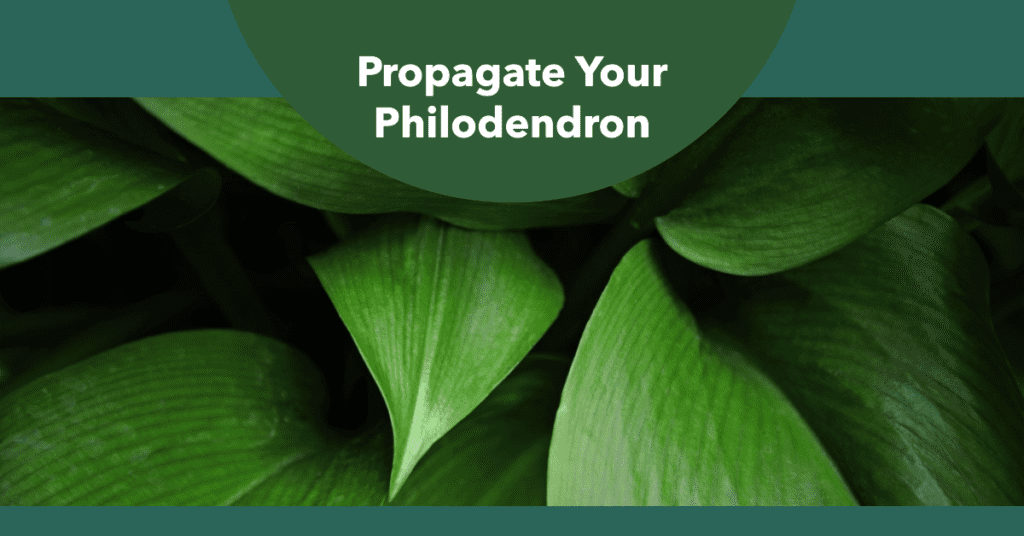 Philodendron Red Emerald Propagation