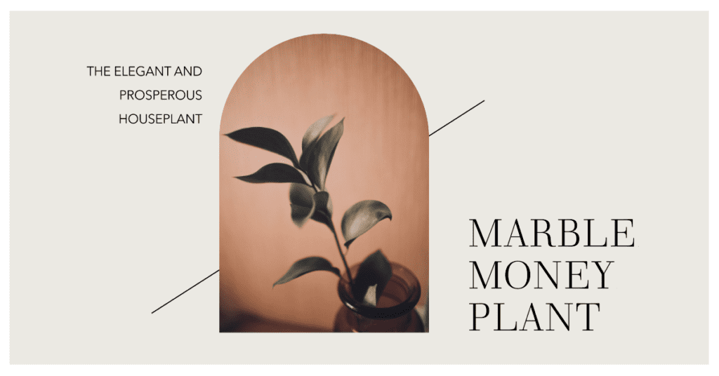 Marble Money Plant: Elegant & Prosperous Houseplant