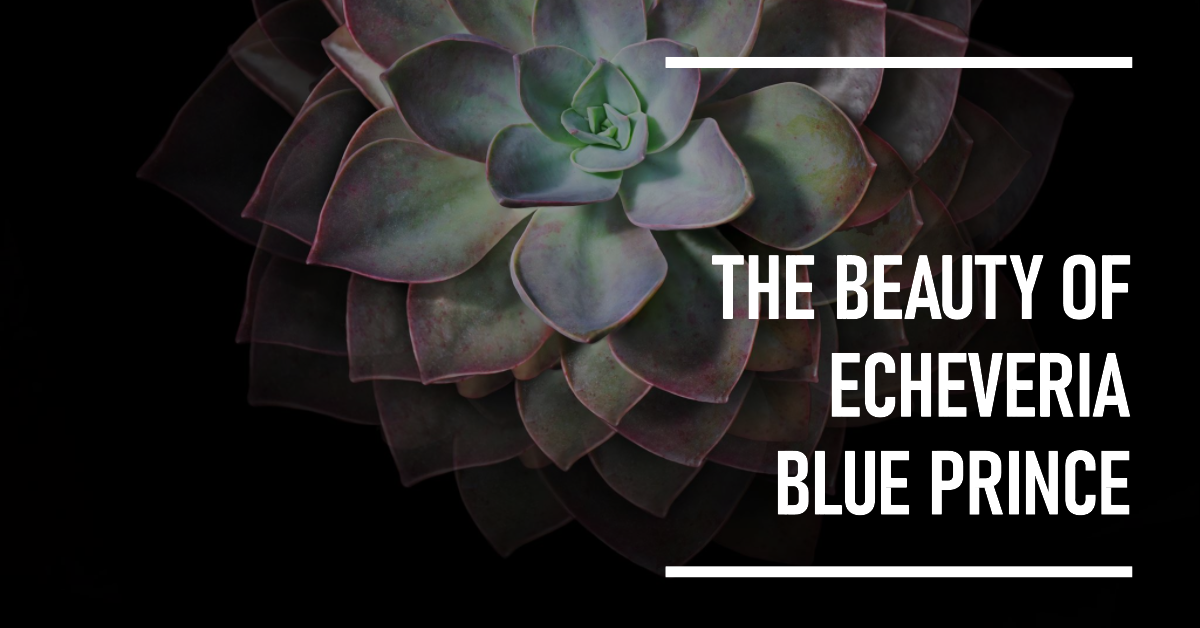 Echeveria Blue Prince: A Detailed Guide for Succulent Enthusiasts