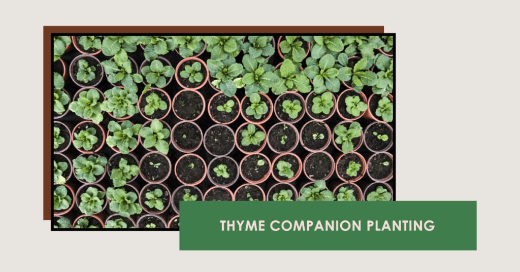 Thyme Companion Planting