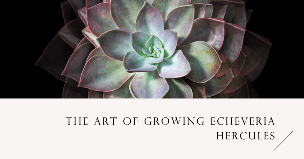 the Art of Growing Echeveria Hercules