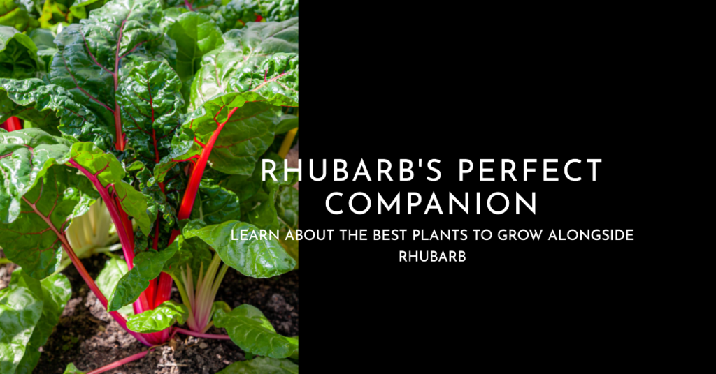 Companion Planting With Rhubarb