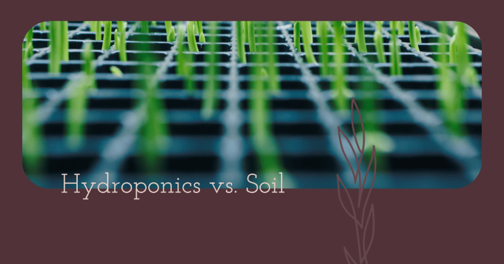 Are Hydroponics Better Than Soil
