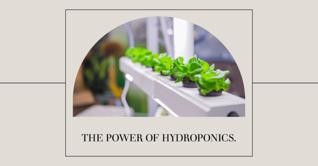 The Power of Hydroponics