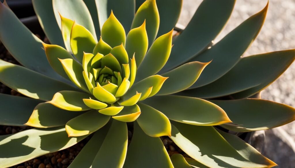 yellow succulent leaves